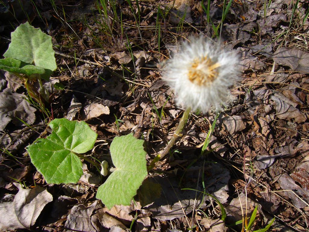 Tussilago farfara - Tossilaggine